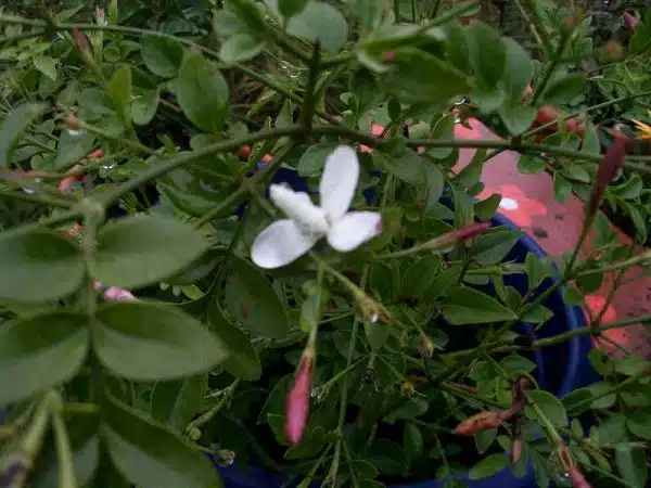 iasomie jasmine officinalis