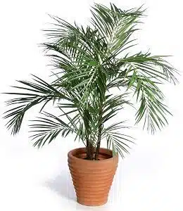 palmierul areca