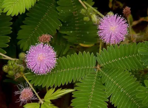 mimosa pudica mimoza