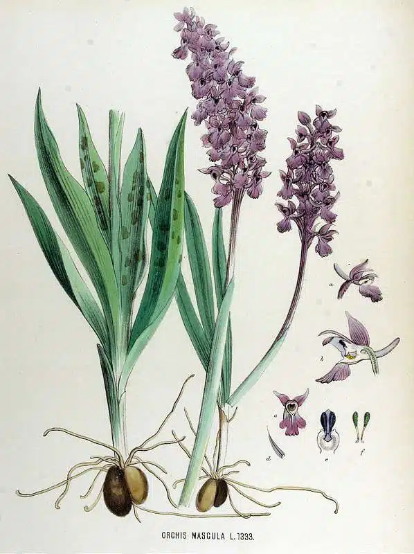 Orchis mascula sau porainicul