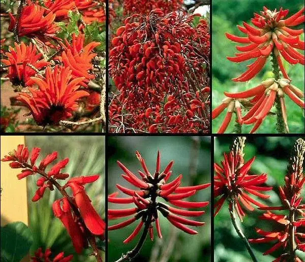 Semintele de Erythrina