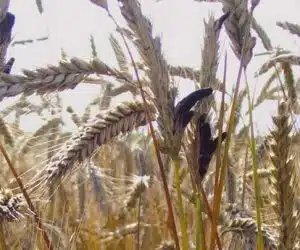 cornul secarei ciuperca parazita Claviceps purpurea