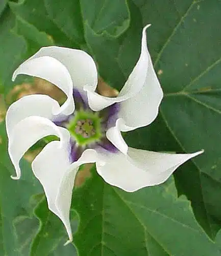 Datura stramonium sau laurul porcesc 