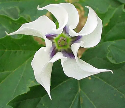 Laurul porcesc datura stramonium