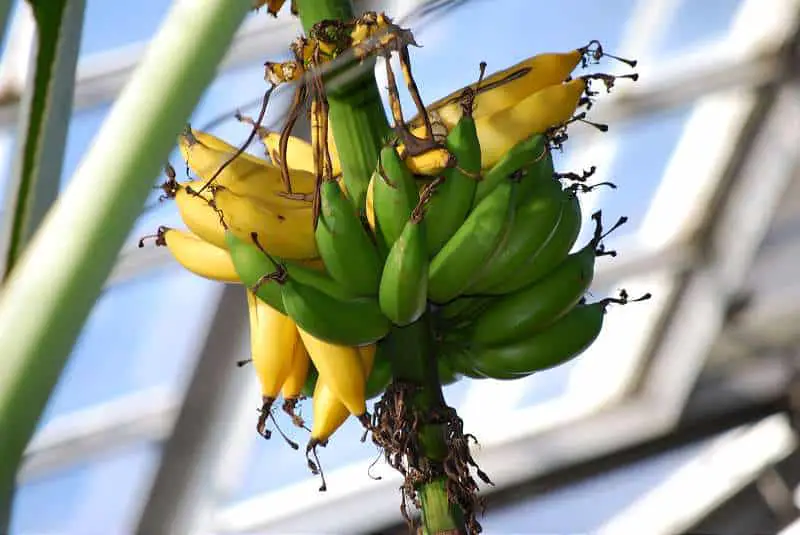 banana - sursa de potasiu si complex de vitamine B