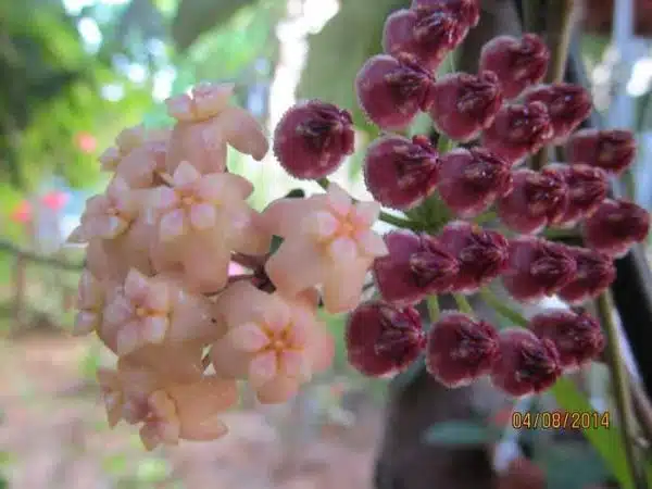 hoya sau lacrima maicii domnului