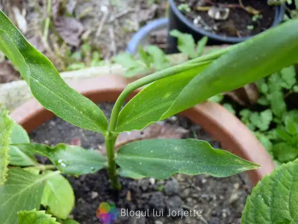 cum sa cultivi ghimbir in ghiveci - cultivarea ghimbirului