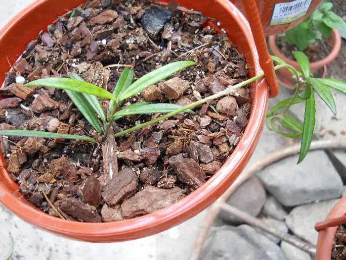 hoya pauciflora PS