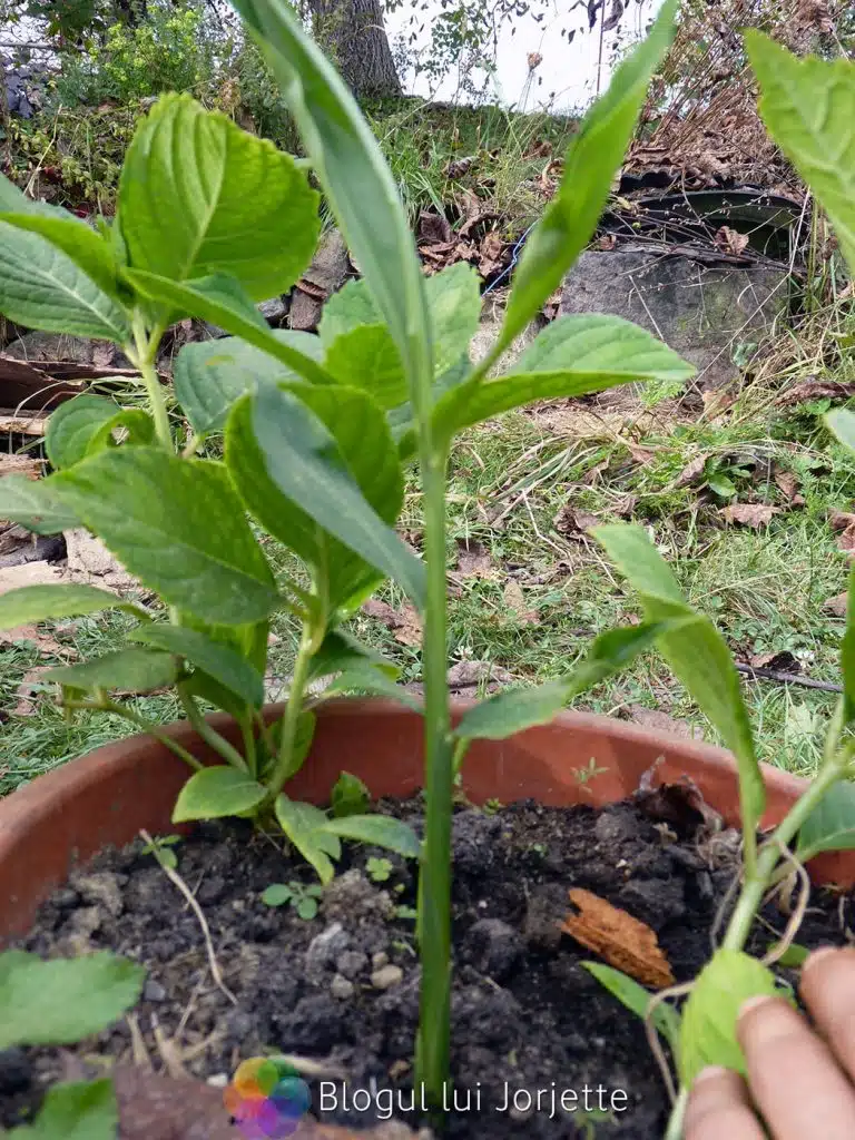 Planta de ghimbir la ghiveci