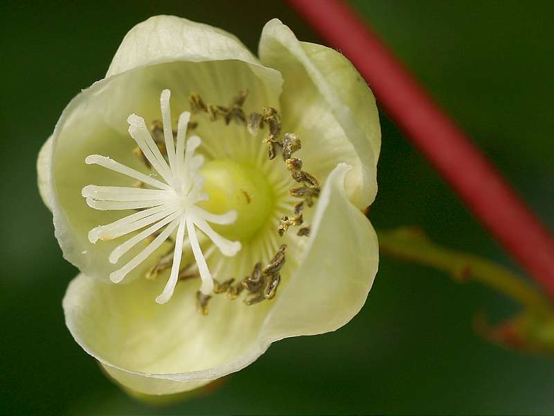 floare de kiwi planta femela