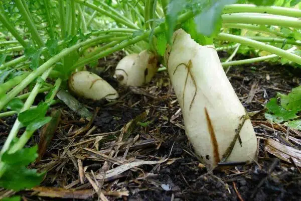 Daikon raphanus sativus ridichea alba beneficii pentru sanatate