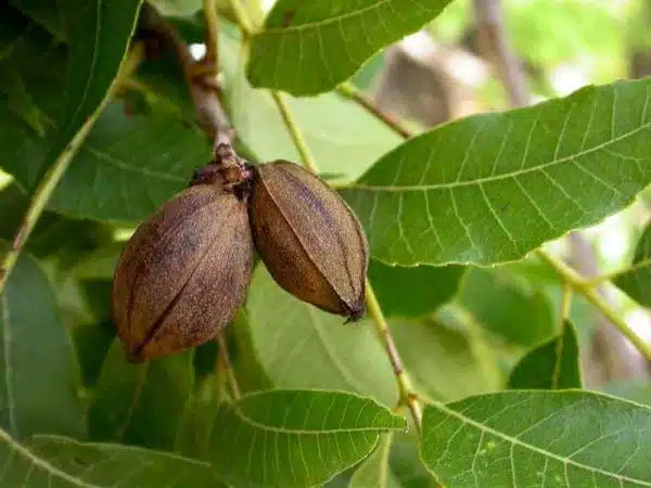 Carya illinoinensis sau nuc pecan