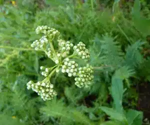 Boboci de flori de Aglica