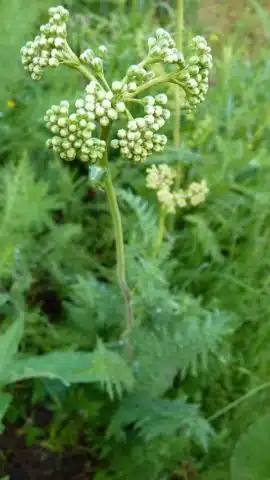 Aglica planta cu boboci de flori si frunze