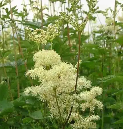 Cretusca planta medicinala