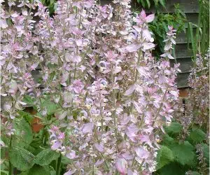 salvia sclarea in degrade iarba sfantului ioan