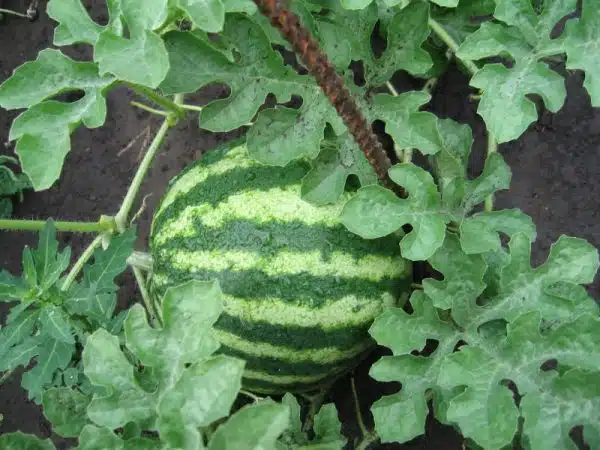 Planta de pepene verde citrullus lanatus