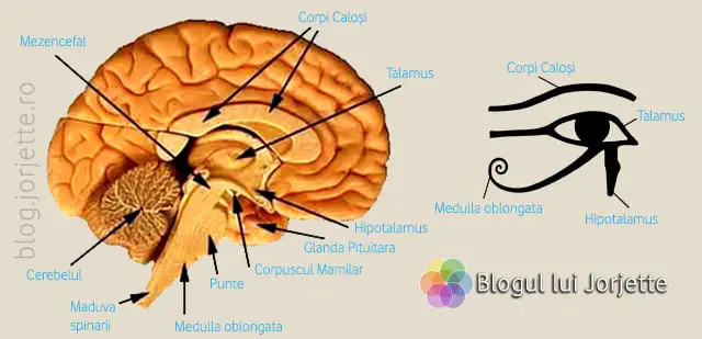 Ochiul lui Horus - explicatii si comparatii cu creierul uman