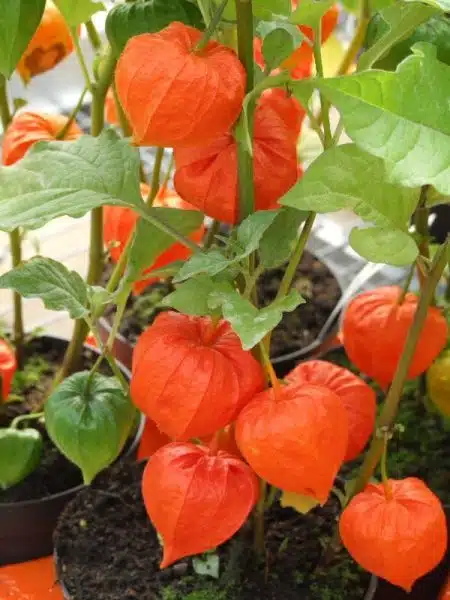 fructe de papalau physalis lampioane chinezesti