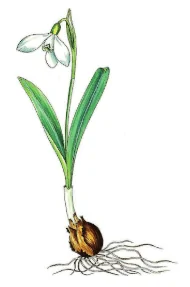 Galanthus alpinus