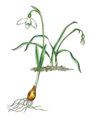 Galanthus angustifolius