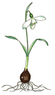 Galanthus cilicicus