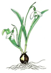 Galanthus elwesii