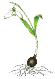 Galanthus fosteri