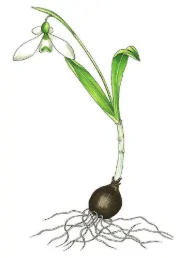 Galanthus fosteri