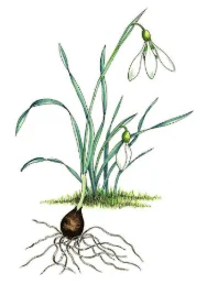 Galanthus gracilis