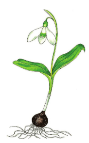Galanthus ikariae