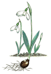 Galanthus koenenianus