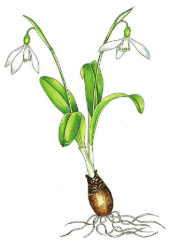 Galanthus krasnovii