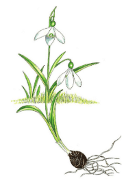 Galanthus lagodechianus