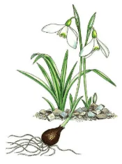 Galanthus peshmenii