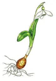 Galanthus platyphyllus