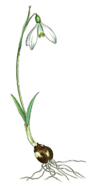 Galanthus reginae olgae