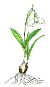 Galanthus transcaucasicus