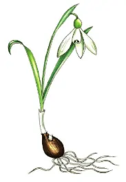 Galanthus trojanus