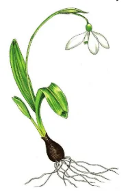 Galanthus woronowii