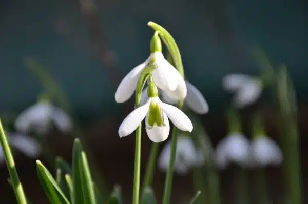 Ghiocei soiuri vestitorii primaverii