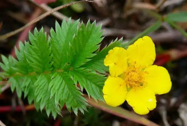 coada racului potentilla anserina