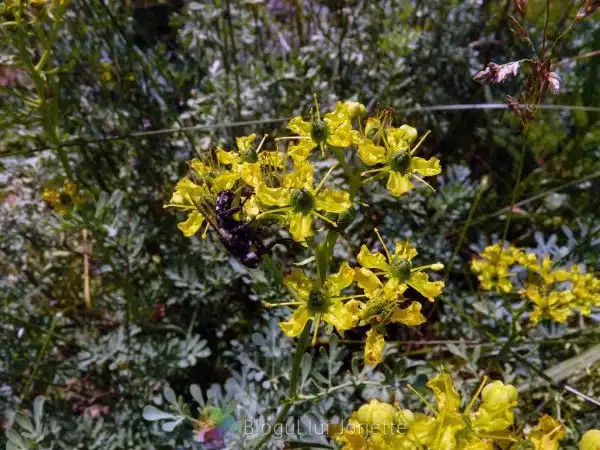 Ruta de gradina planta medicinala virnant