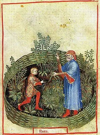 Ruta prezentata in cartea medievala despre mentinerea sanatatii: Tacuinum Sanitatis