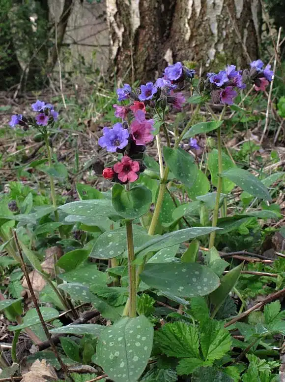 plamanarica planta pulmonaria officinalis