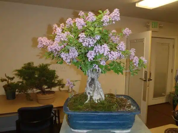 Syringa vulgaris - liliac bonsai