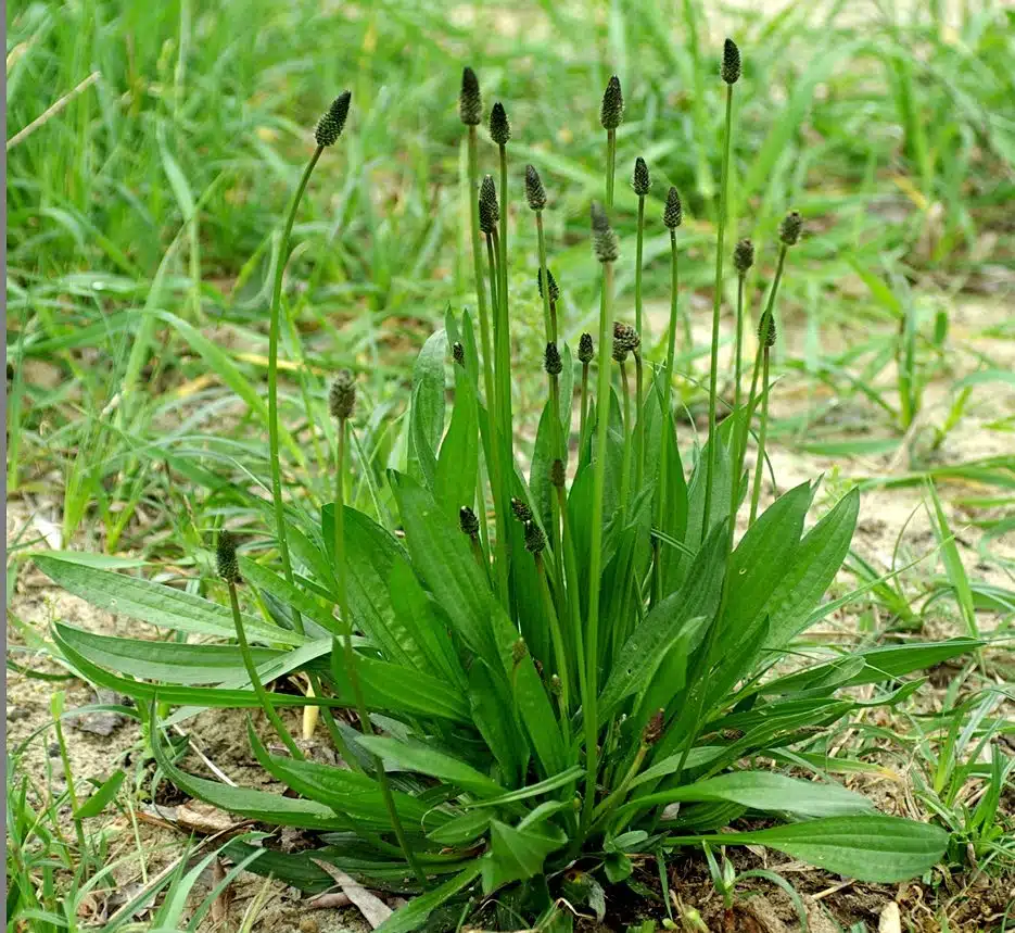 patlagina ingusta Plantago lanceolata