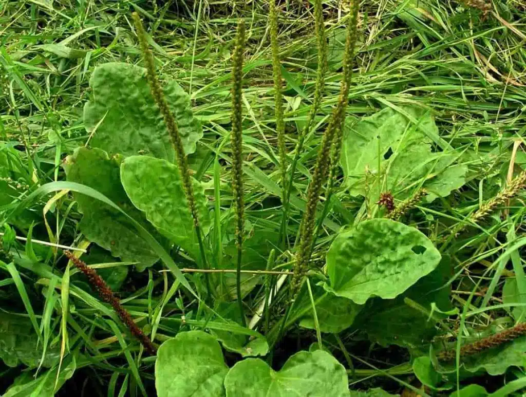 Patlagina mare plantago major