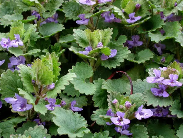 rotungioara planta medicinala sau silnic