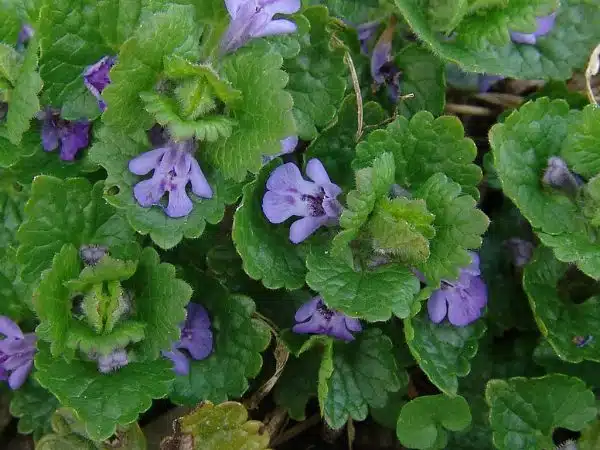 silnic sau rotungioara planta medicinala